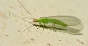 Złotook - zielony owad, który szuka schronienia w naszych domach