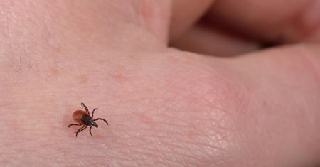 Borelioza - choroba trudna do zdiagnozowania