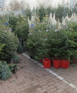 Choinki w marketach za 50 zł. Tak można się naciąć