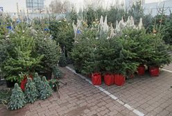 Choinki w marketach za 50 zł. Tak można się naciąć