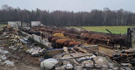 Atak wichury na Kaszubach. Zwierzęta przeżyły zniszczenie obory
