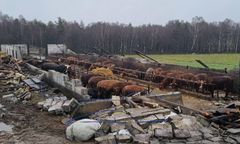 Atak wichury na Kaszubach. Zwierzęta przeżyły zniszczenie obory