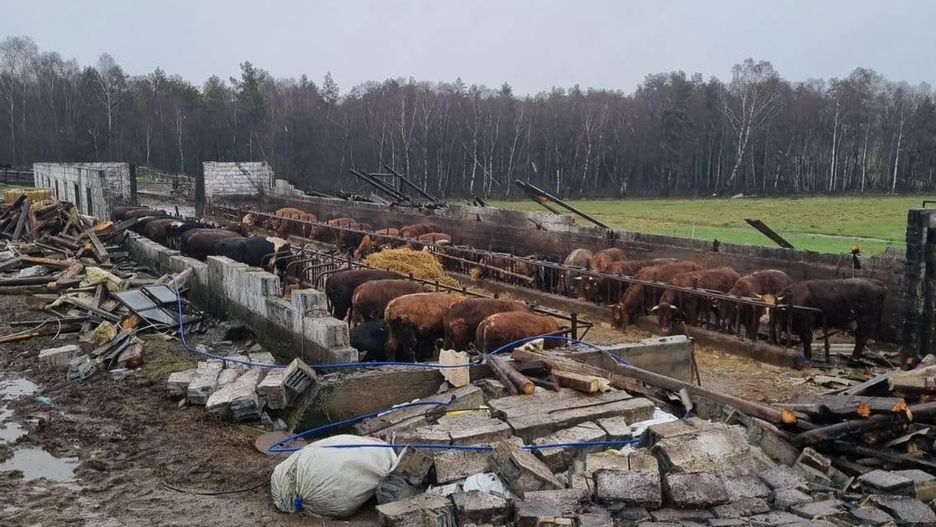 Na pomorskie wsi wiatr zniszczył oborę. Na szczęście zwierzęta przeżyły