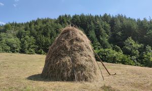 Krzyżówka językowa dla obeznanych. Ile haseł odkryjesz?