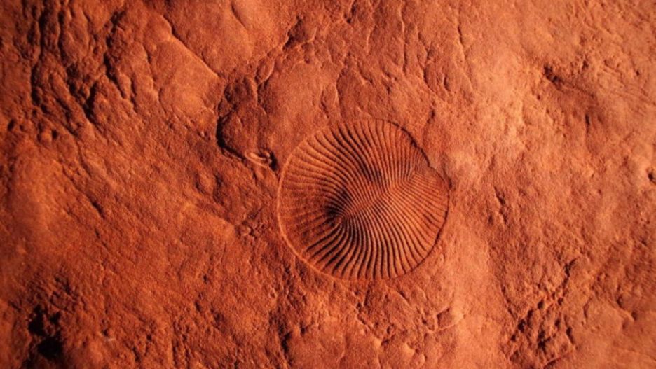 Pierwsze masowe wymieranie sprzed ok. 550 mln lat było spowodowane brakiem tlenu