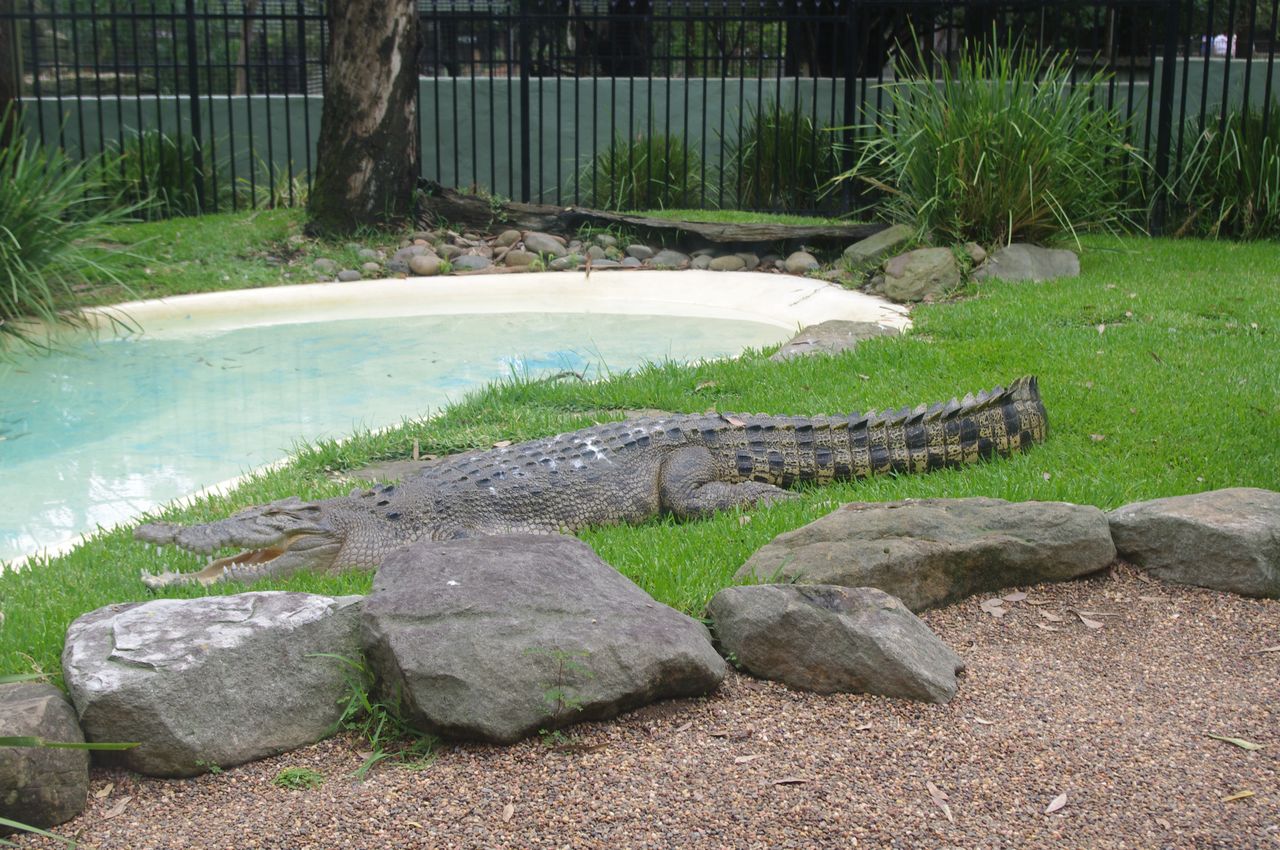 A crocodile by the pool (illustrative photo)