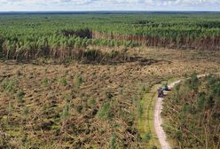 Nawałnica na Pomorzu. Żywioł zniszczył tysiące hektarów lasów. Tamtej nocy zginęli też ludzie