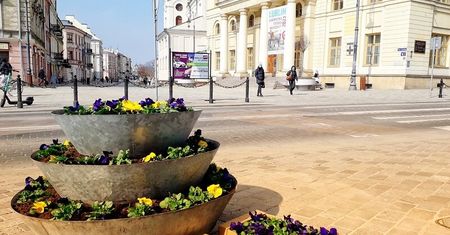Na wiosnę w Lublinie zakwitnie 14,5 tysiąca bratków. Będzie żółto i fioletowo