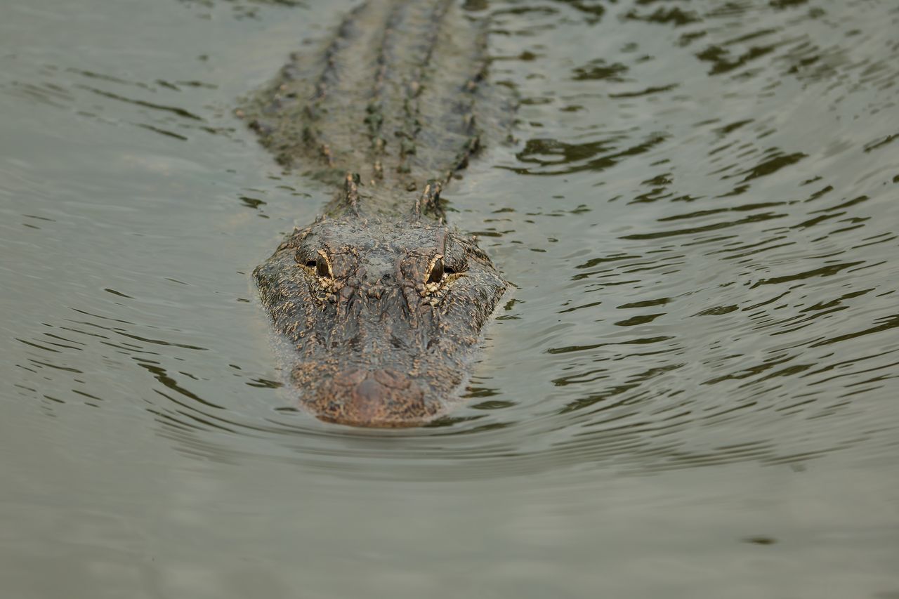 Tourist survives crocodile attack after selfie attempt goes wrong