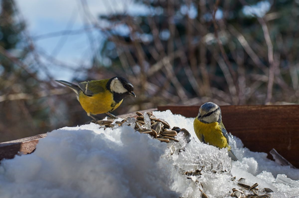 Zimą ptakom może przydać się nasza systematyczna pomoc 