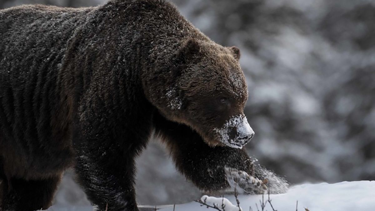 Cechą caharakterystyczną Bossa jest brak części prawego ucha.