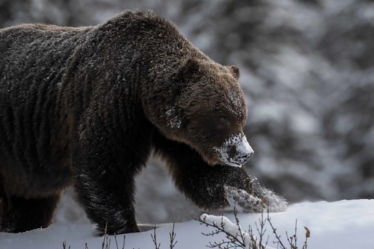 Oko w oko z bestią. Fotograf spotkał ogromnego niedźwiedzia grizzly