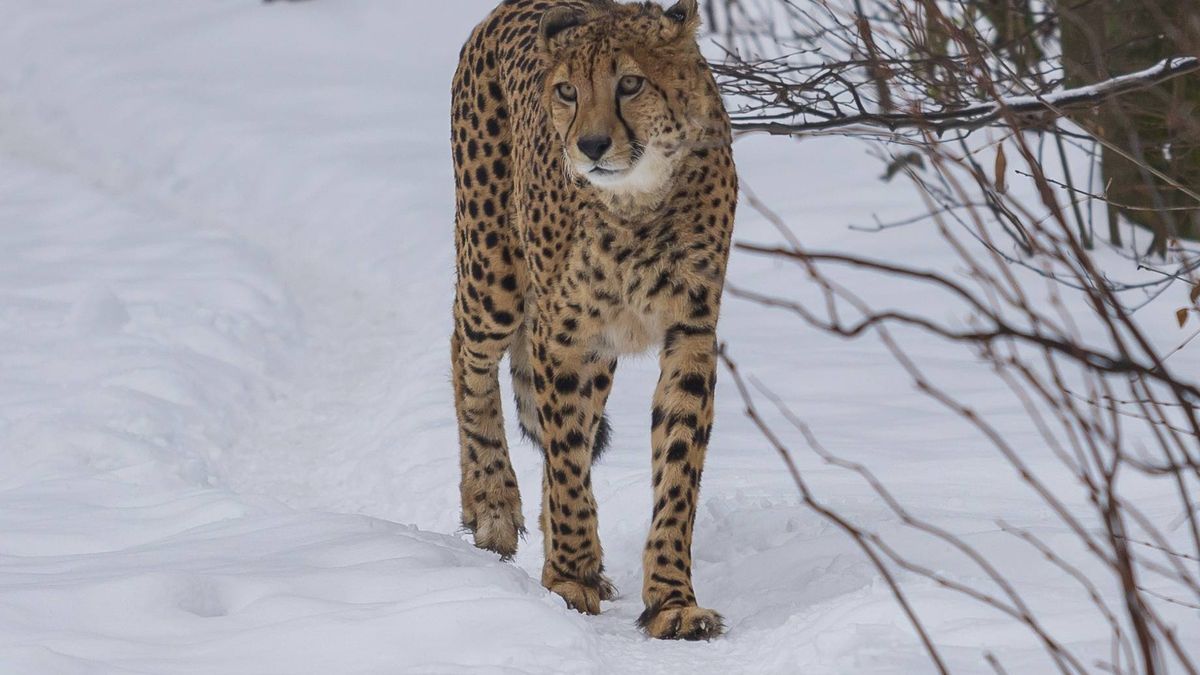 Gepard widziany w lesie (zdj. ilustracyjne)