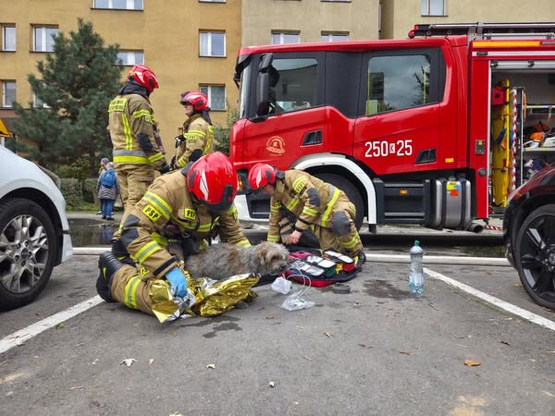 Kraków: Strażacy uratowali zwierzęta z płonącego mieszkania