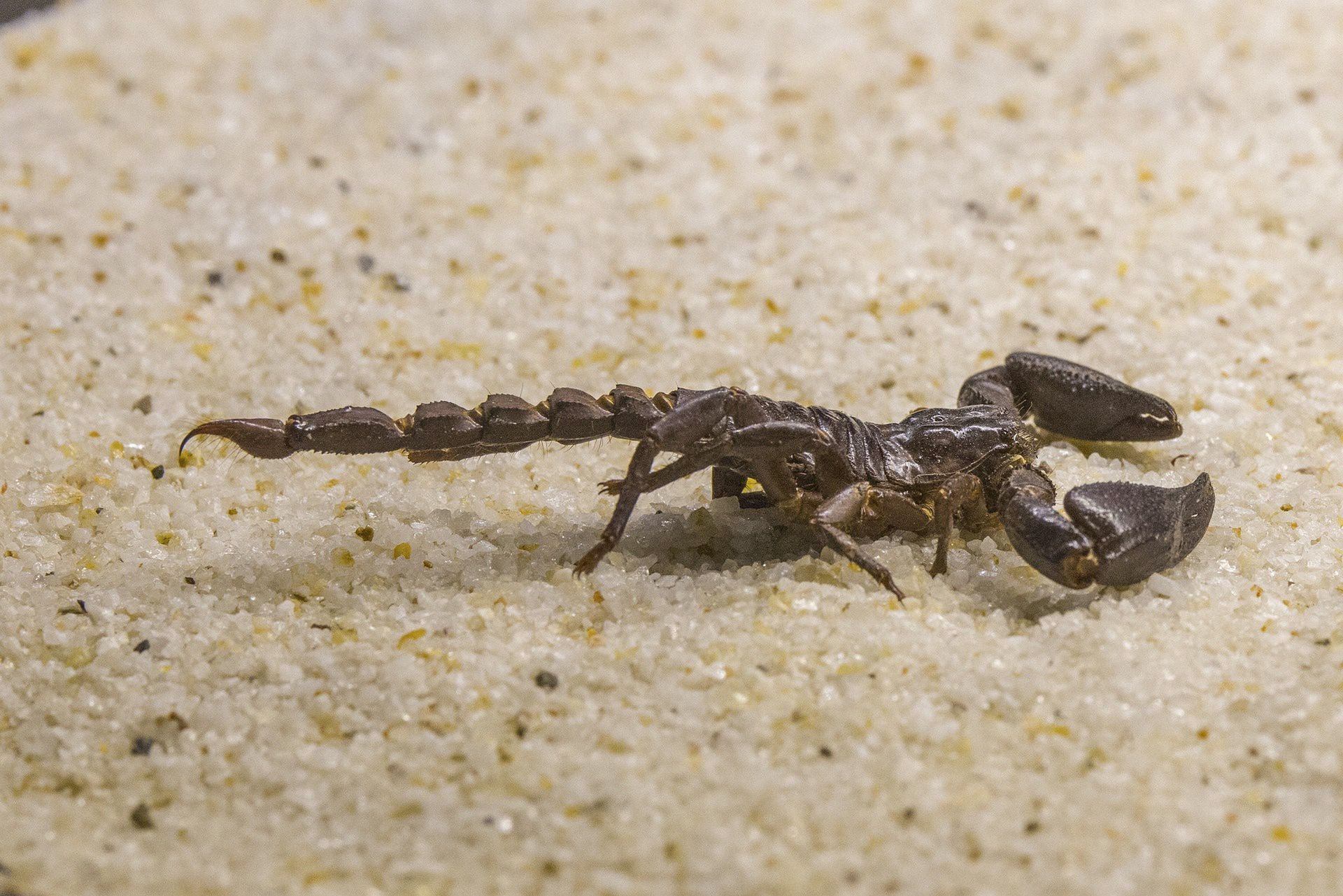 skorpion