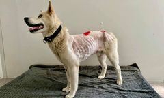 Szafir odebrany nieodpowiedzialnemu właścicielowi. Sprawa trafi do prokuratury