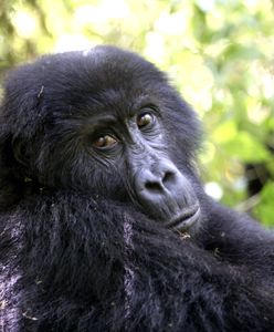 Alarmujący raport WWF. Drastyczny spadek populacji zwierząt na świecie