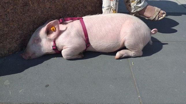 Warszawa. Zaginęła świnka Pupicia