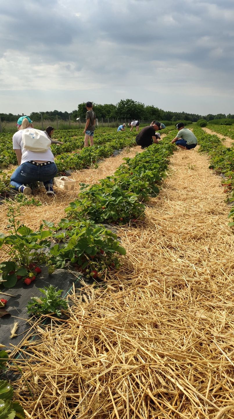 Samozbiory rozpoczęły się w Mirowicach. Truskawki tańsze niż na bazarze