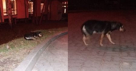 Wolontariuszka: "W szpitalu umarł człowiek, przy wejściu czeka pies..."