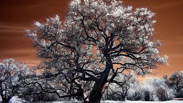 Nowa rewelacja ekologiczna: WiFi szkodliwe dla drzew 1