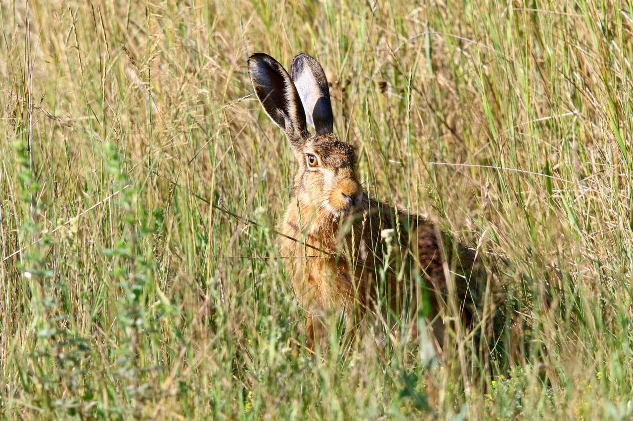 Masz obgryzione drzewka? Oto prawdopodobny winowajca
