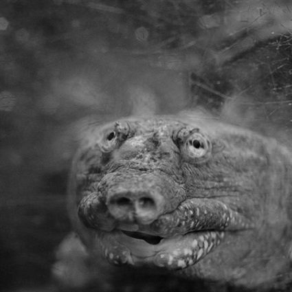 Portrety małp z wrocławskiego zoo, które podbiły Londyn [inspiracja] 7