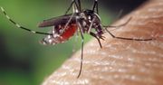 Zaskakujące odkrycie polskich naukowców. Chodzi o komary