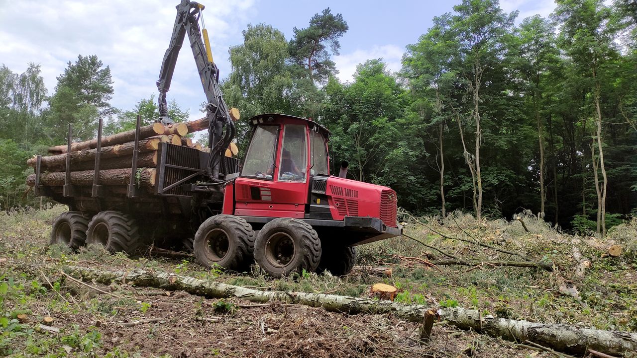Wywóz drewna z Polski. Mają świeże informacje. "Kilkaset firm"