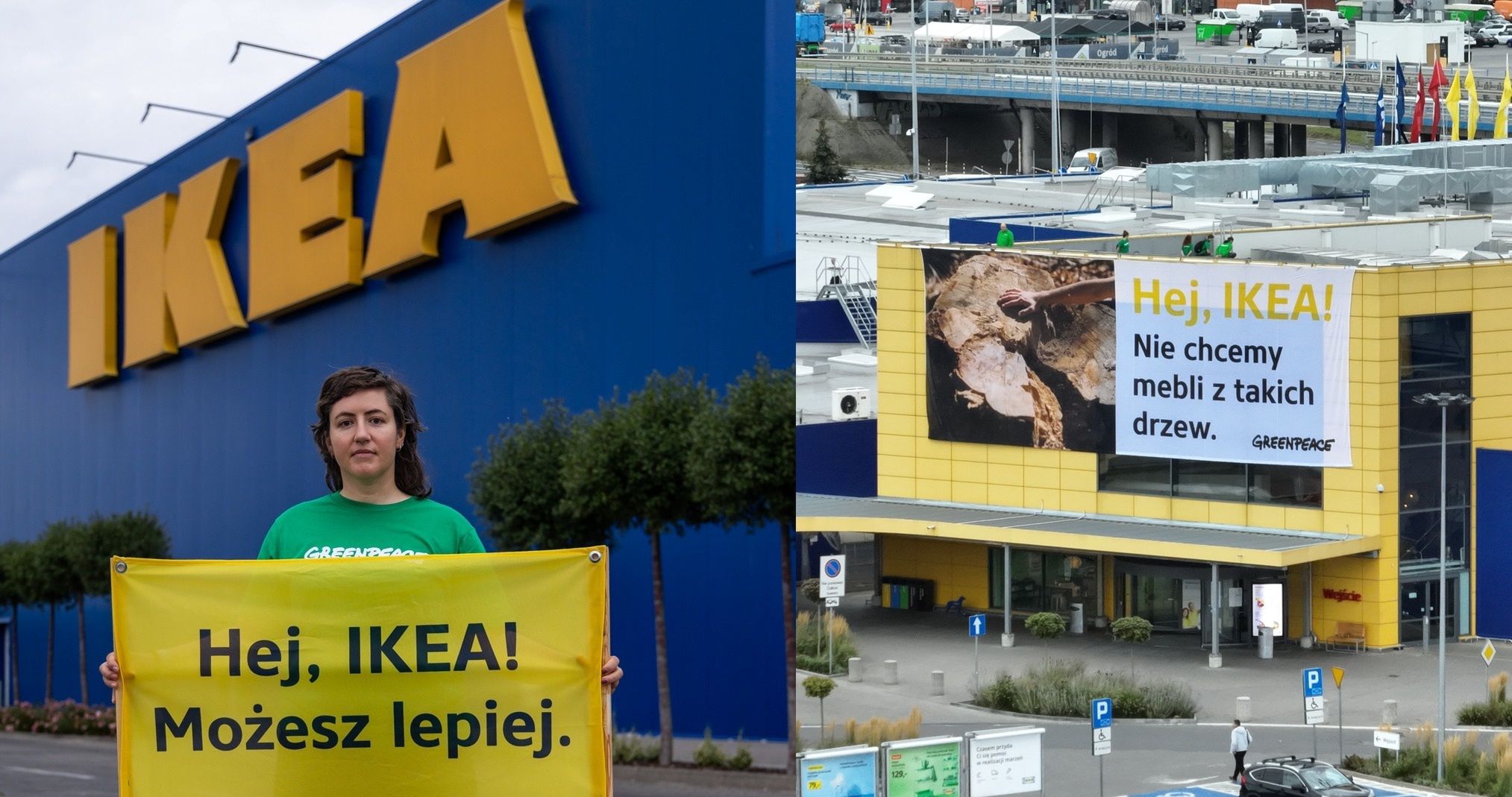 "Nie chcemy krzeseł z pradawnych lasów". IKEA na celowniku Greenpeace