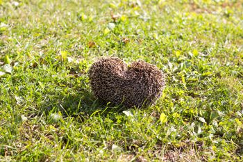 Zaproś do ogrodu. Będzie zawzięcie polował na ślimaki
