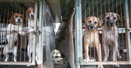 Korea Południowa. Psy przeznaczone do jedzenia uratowane po miesiącach cierpień