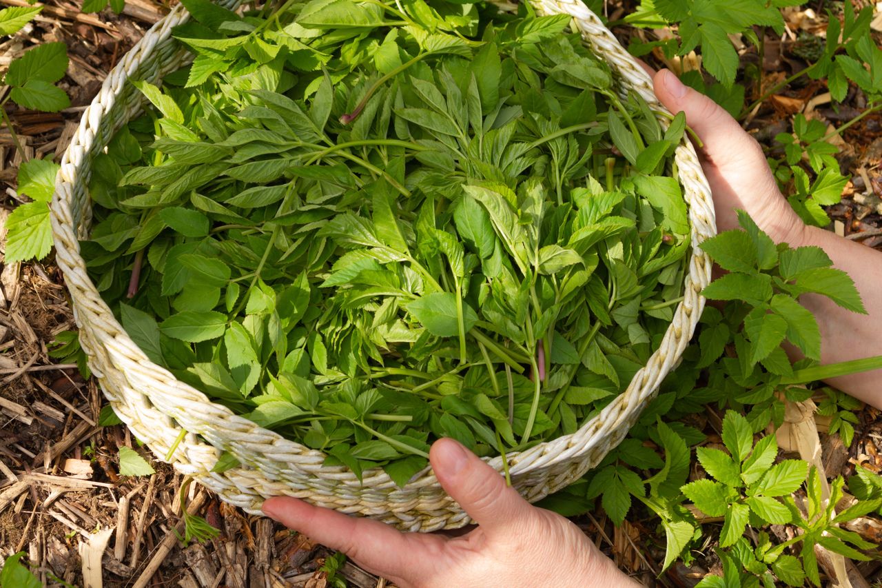Dawniej trafiał do wiosennych zup. Dziś mało kto go zna