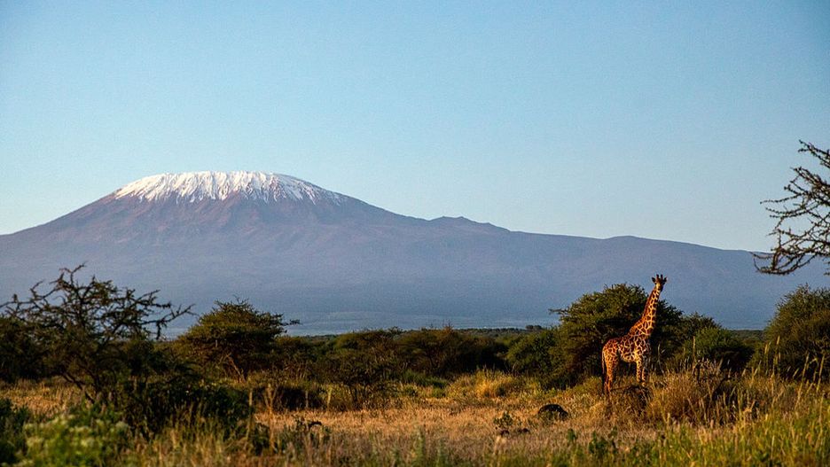 Wild Life In Kenya
A giraffe stands on the savannah with snowy Mount Kilimanjaro in the background in Amboseli National Park, Kenya. (Photo by Mushfiqul Alam/NurPhoto via Getty Images)
NurPhoto
snowy, photo, wild life, pictorial, scenery, mushfiqul alam, background, earth, iconic, natural beauty., landscape, habitat, s h m mushfiqul alam, wildlife, wild, conservation, nurphoto, travel photo, african, shm mushfiqul alam, mount kilimanjaro
