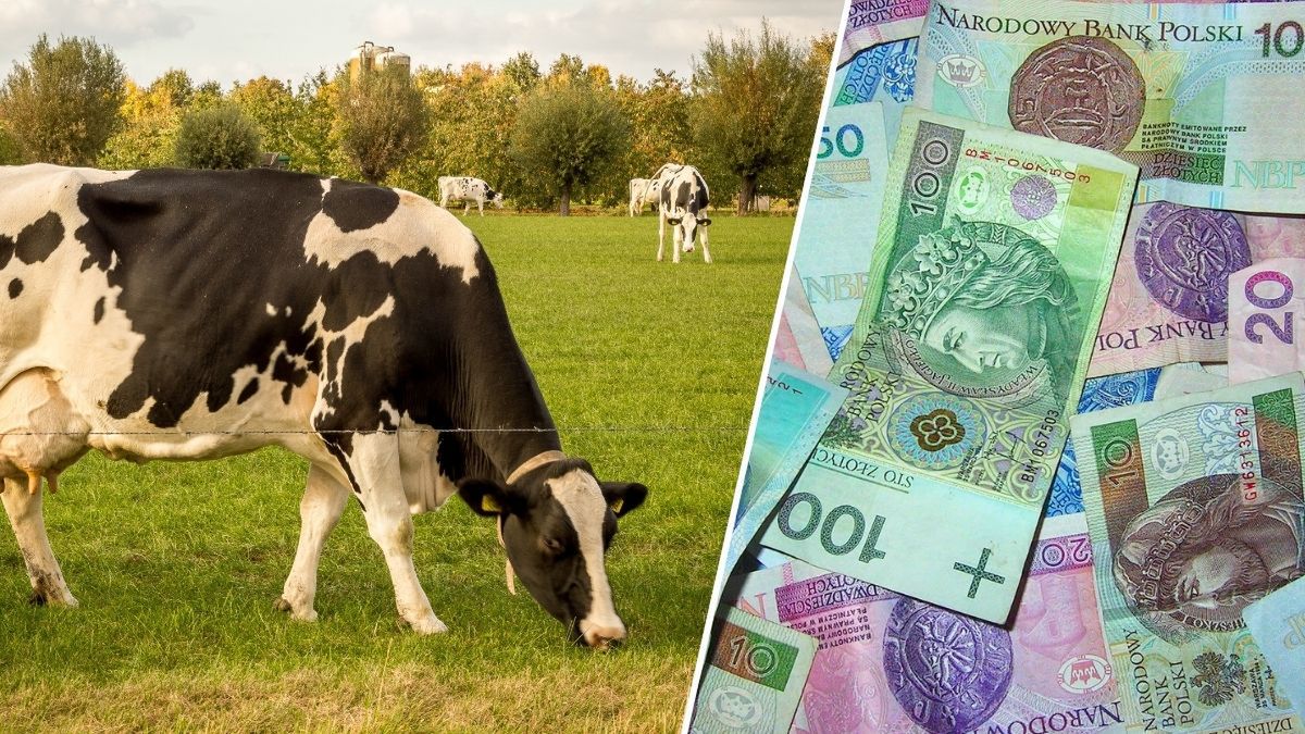 Ceny skupu mleka spadają. Czarne prognozy mówią o stawkach poniżej 2 zł za litr