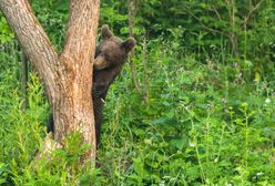Tatry. Niedźwiedzie wchodzą na teren Zakopanego