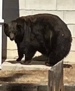Banda niedźwiedzi "aresztowana" za serię włamań