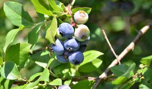 Obsyp borówkę po podlaniu. Krzewy będą uginać się od owoców