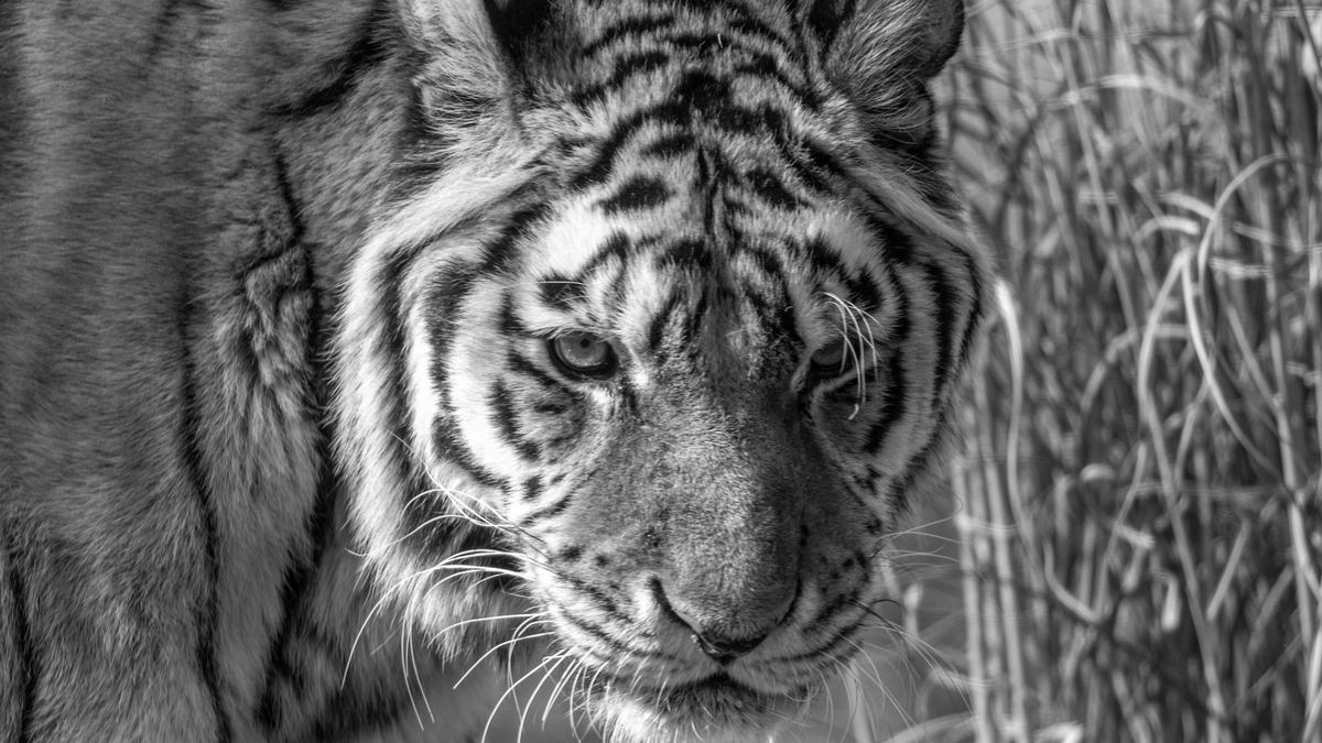 Łódzki ogród pożegnał jednego z mieszkańców 