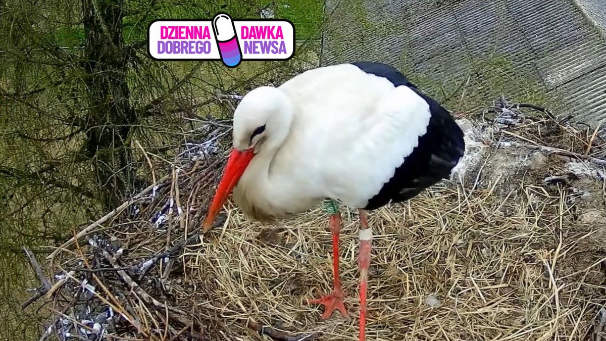 Wzruszający powrót bociana po latach