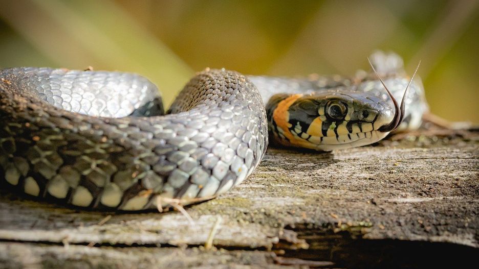 Bytomianin miał w swoim domu okazałą hodowlę egzotycznych zwierząt, m.in. węży 