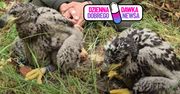 Wygrała licytację WOŚP. Leśnik ogłosił decyzję matki chrzestnej bielików