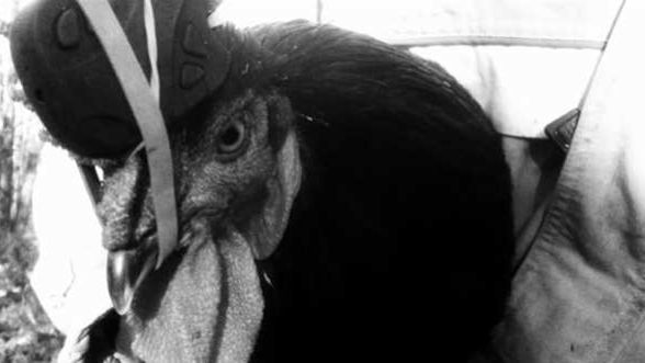 Żywy kurczak jako stabilizator kamery? [wideo] 1