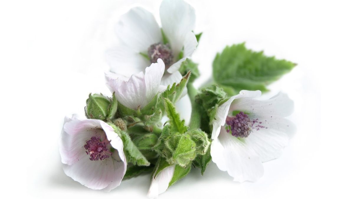 Ekstrakt z prawoślazu