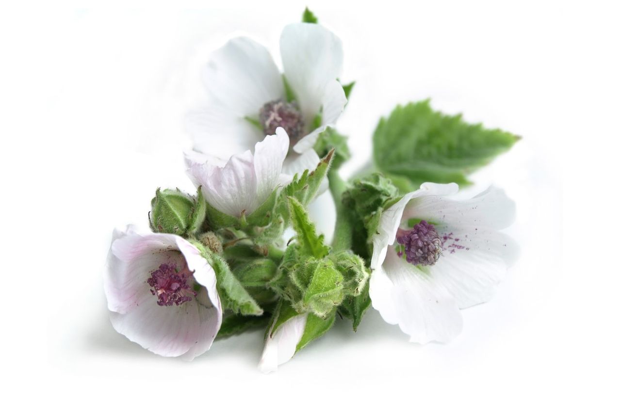 Ekstrakt z prawoślazu - prawoślaz lekarski, składniki, właściwości lecznicze, napar