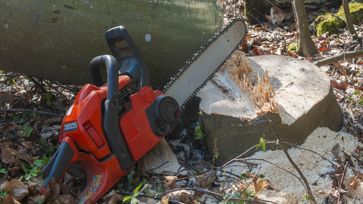 Nielegalna wycinka drzew w Zakopanem (zdj. ilustracyjne)