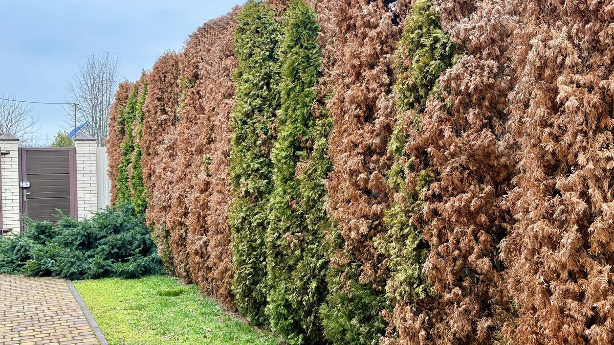 Thuja occidentalis 'Smaragd' trees in a row, dried brown plants because of damaged by Lamprodila festivaThuja occidentalis 'Smaragd' trees in a row, showing contrast between healthy green and dried brown plants, in a rural landscape. High quality photoProxima13