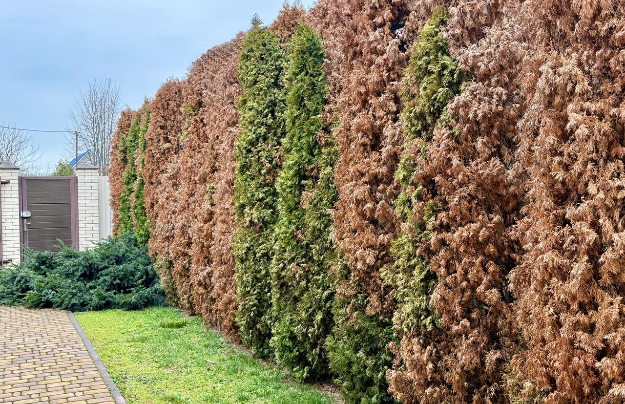 Tuje brązowieją i usychają? To może być przyczyną