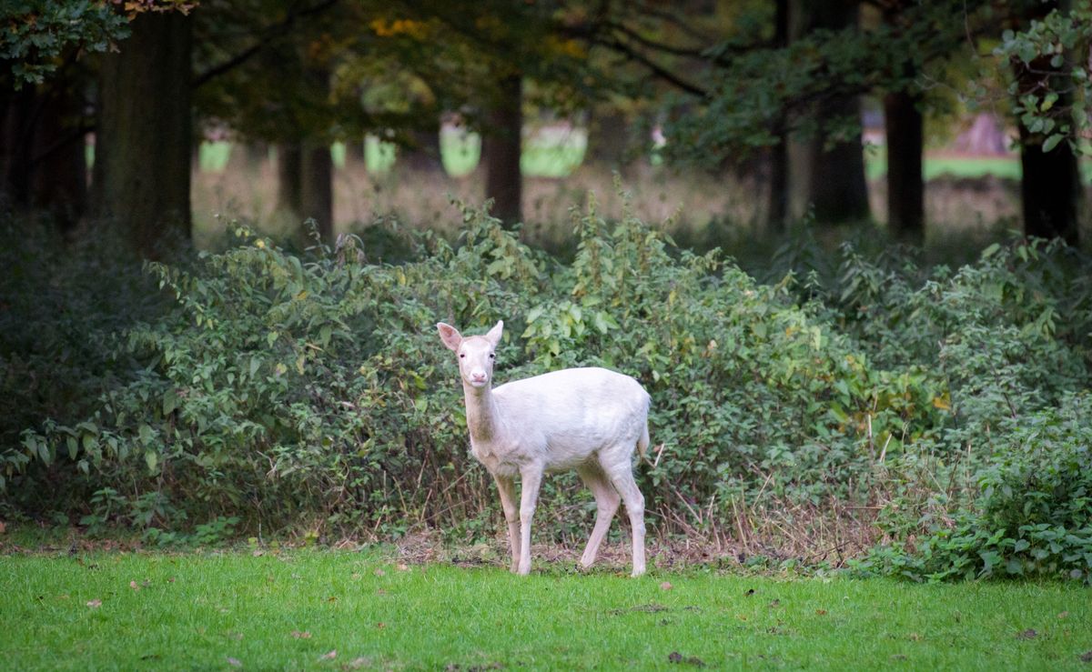 Częściej spotyka się białe jelenie lub daniele niż sarny/  zdjęcie ilustracyjne 