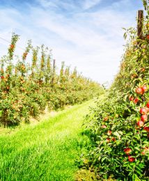 Jabłka systematycznie drożeją. Rolnicy już się cieszą